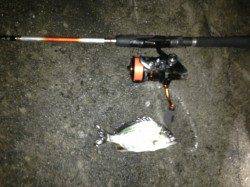 舞洲でのチニング　食い渋い中何とかキビレ2枚