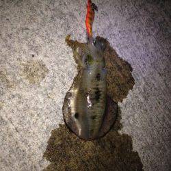 福良湾でエギング、一番でかいので700gでした