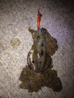 福良湾でエギング、一番でかいので700gでした