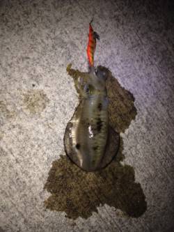 福良湾でエギング、一番でかいので700gで…