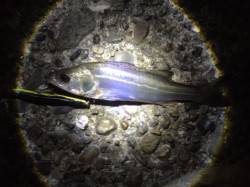 河口の下げ潮のタイミングを狙ってシーバスを…