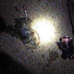 林崎漁港　夜〜朝方に向けてのエギング釣行