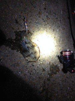 林崎漁港　夜〜朝方に向けてのエギング釣行