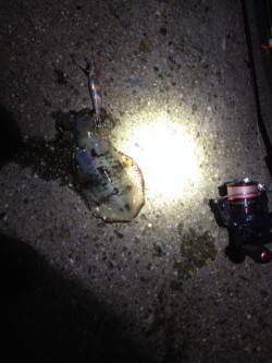 林崎漁港　夜〜朝方に向けてのエギング釣行