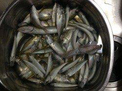 音海学校裏 夕方アジがポンポン、エギでアオリ新子も♪