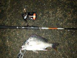 舞洲でのチニング　食い渋い中何とかキビレ2枚