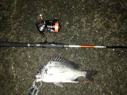 舞洲でのチニング　食い渋い中何とかキビレ2…