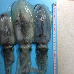 塩屋海岸でエギング、活性高いです♪