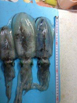 塩屋海岸でエギング、活性高いです♪