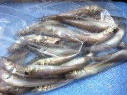 神戸港で投げ釣り、キス20匹オーバーの釣果