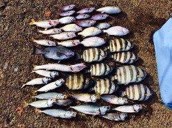 音海学校裏 夕方アジがポンポン、エギでアオリ新子も♪