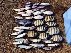 音海学校裏 夕方アジがポンポン、エギでアオ…