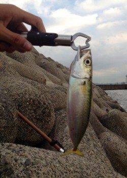 岸和田　バイブレーションの中層早巻きでサバがヒット