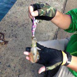 舞鶴西部エギングシーズン到来です