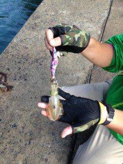 舞鶴西部エギングシーズン到来です