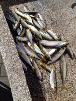 尼崎魚釣り公園での朝からのサビキ釣果