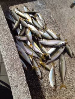 尼崎魚釣り公園での朝からのサビキ釣果