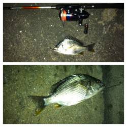 舞洲でチニング、キビレなどの釣果