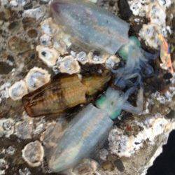 和歌山市北部でのエギング、良型アオリの釣果