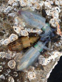 和歌山市北部でのエギング、良型アオリの釣果