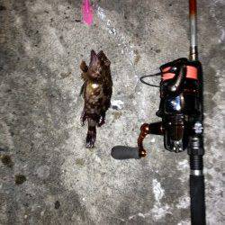 舞洲でチニング、ガシラとキビレの釣果