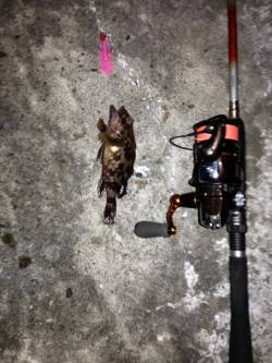 舞洲でチニング、ガシラとキビレの釣果