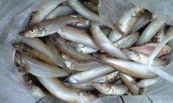 松ノ鼻　投げ釣りでキスの釣果　サイズも〜25cmで引き楽しめる