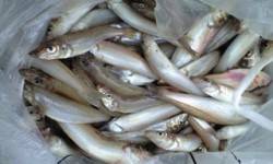 松ノ鼻　投げ釣りでキスの釣果　サイズも〜2…