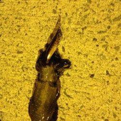 マッチザベイトで狙い通りアオリをキャッチ！淡輪漁港