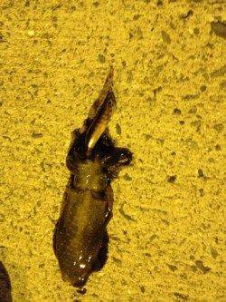 マッチザベイトで狙い通りアオリをキャッチ！淡輪漁港