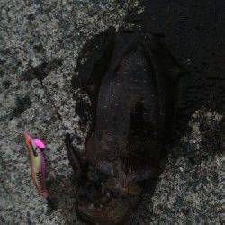 和田でエギング　ビフテキより少し大きめサイズ^o^