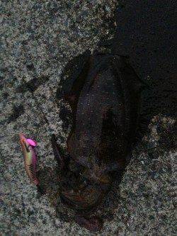 和田でエギング　ビフテキより少し大きめサイズ^o^