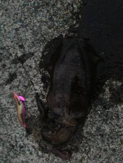 和田でエギング　ビフテキより少し大きめサイ…