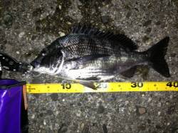 舞洲、良い型のマチヌが出てくれました