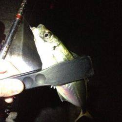 田辺・戎漁港　アジング調査釣行でアジ〜24cm多数ゲット