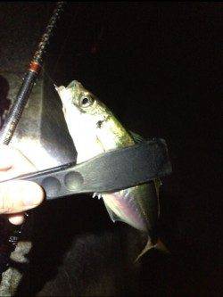 田辺・戎漁港　アジング調査釣行でアジ〜24cm多数ゲット