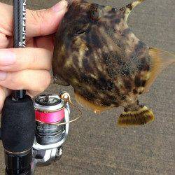 雑賀崎　アジングタックルで楽しむサイトカワハギ☆