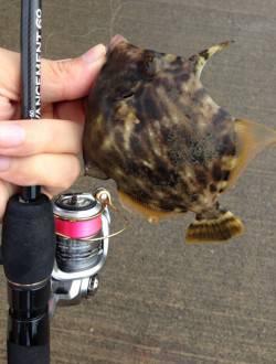 雑賀崎　アジングタックルで楽しむサイトカワ…