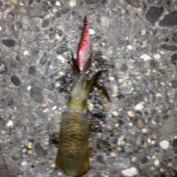 伊毘　ランガンエギングでアオリイカ　後アジングコース