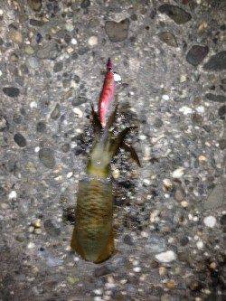 伊毘　ランガンエギングでアオリイカ　後アジングコース