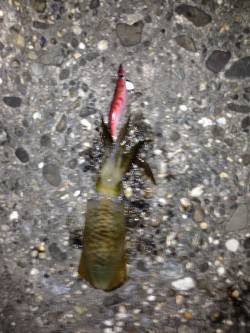 伊毘　ランガンエギングでアオリイカ　後アジ…