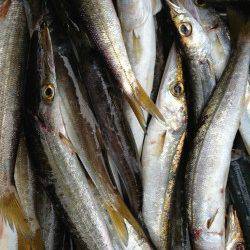 一投一匹！蒲入でカマス祭り！