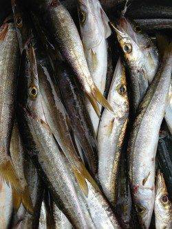 一投一匹！蒲入でカマス祭り！