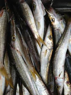 一投一匹！蒲入でカマス祭り！