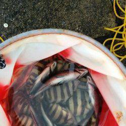 音海大波止でアジ・イシダイなどの釣果