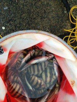 音海大波止でアジ・イシダイなどの釣果