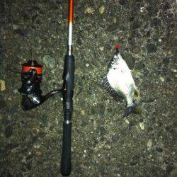 舞洲チニング〜キビレ&ガシラ〜