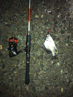 舞洲チニング〜キビレ&ガシラ〜