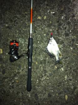 舞洲チニング〜キビレ&ガシラ〜