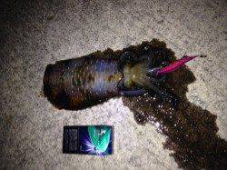 福良湾でエギング、一番でかいので700gでした